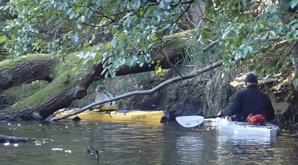 Paddeln auf dem Rheinsberger Rhin mit Baumhindernissen